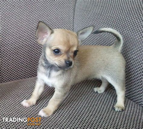 Purebred Male Chihuahua Puppys PetsForHomes