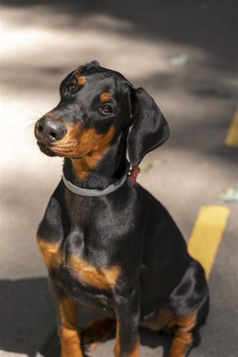 77+ Doberman Haversham Purebred Puppy l2sanpiero