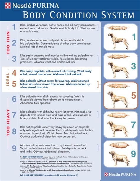 Purina Body Condition Score Chart Dog
