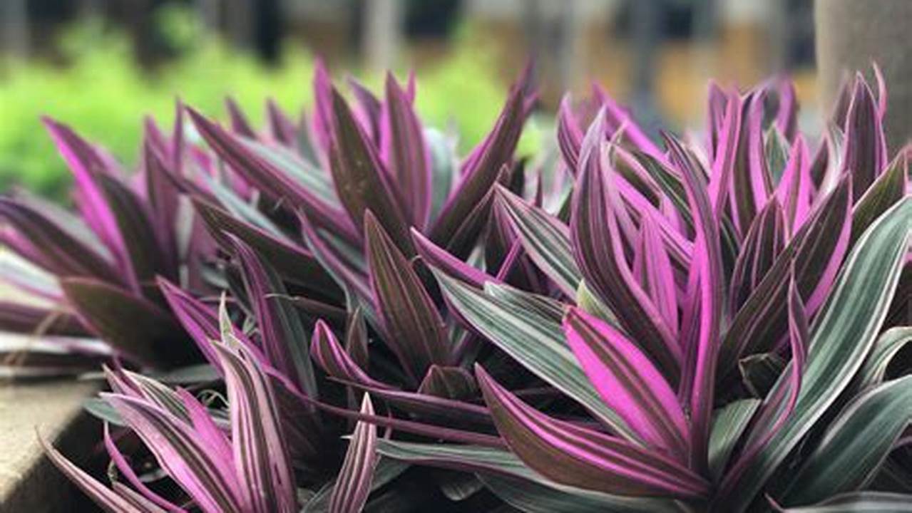 How to Care for the Purple And Green Plant: A Beginner's Guide