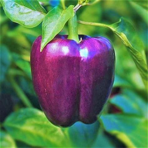 Purple Reign: Discover the Exquisite Beauty and Flavor of the Majestic Purple Beauty Pepper