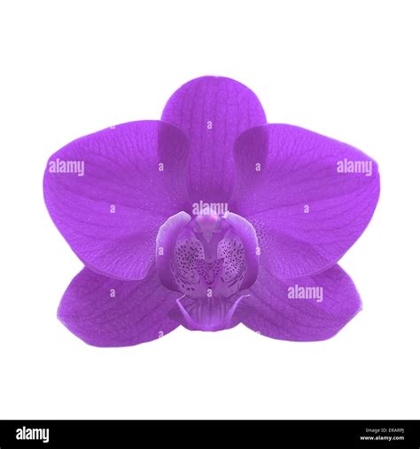 Purple Color Orchid Flower