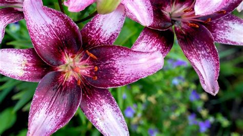 Purple Easter Lily