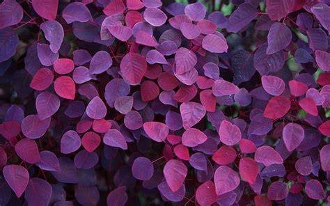 Purple Fall Leaves