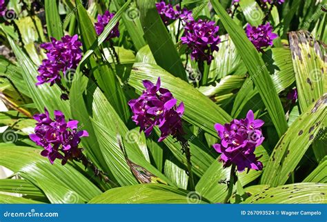 Purple Ground Orchids
