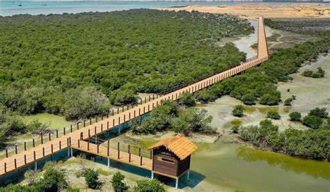 Purple Island Mangroves