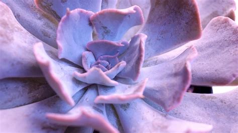 Purple Leaves Succulent