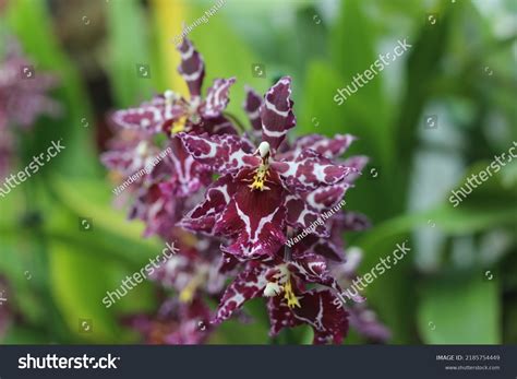 Purple Oncidium Orchids
