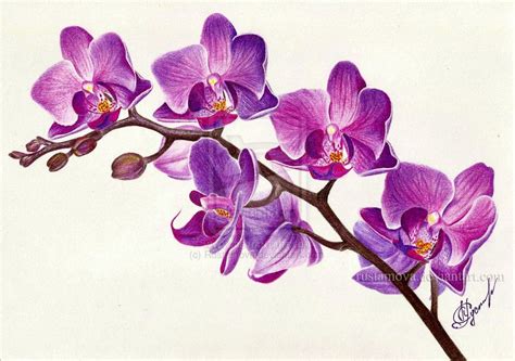Purple Orchid Drawing