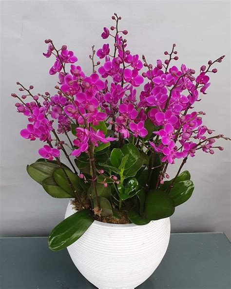 Purple Orchid Express