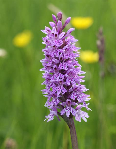 Purple Orchid Identification