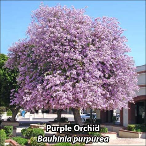 Purple Orchid Tree Flower