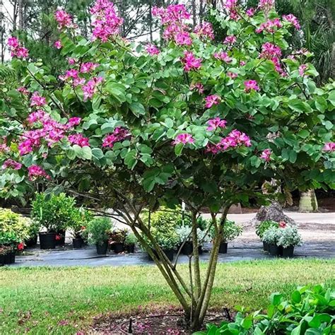Purple Orchid Tree For