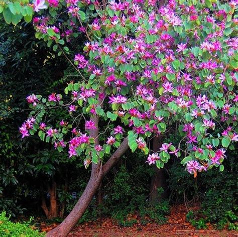 Purple Orchid Tree Seeds
