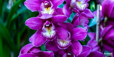 Purple Orchid Types