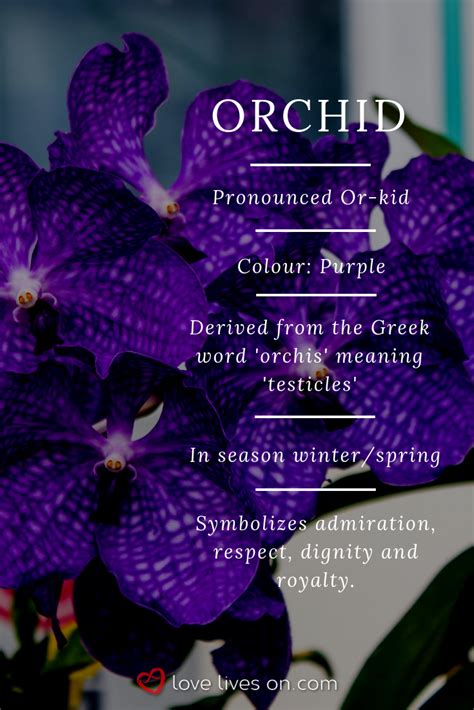 Purple Orchids Meaning