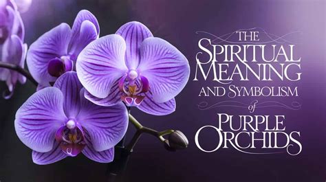 Purple Orchids Symbolism