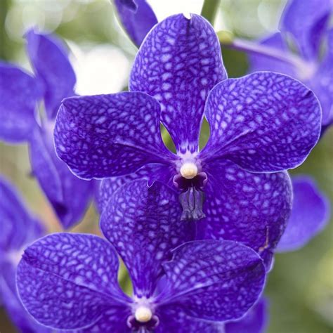 Purple Orchids Usa
