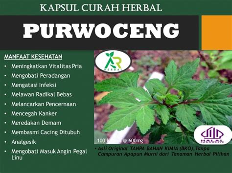 Purwoceng