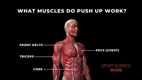 Push Ups Muscles Worked Chart