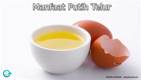 Putih Telur