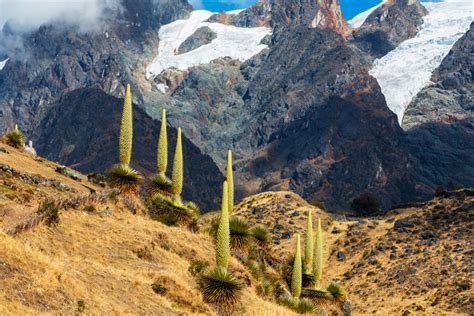 Puyas Raymondi Andes