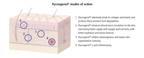 Illuminate Your Skin with Pycnogenol: The Secret to Radiant Skin and Effective Skin Lightening!