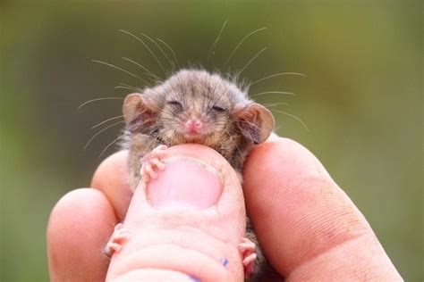 Pygmy Possum