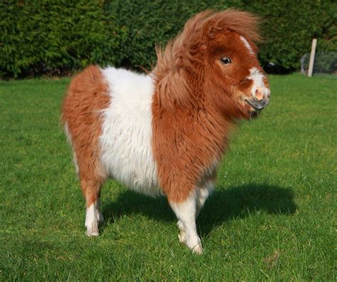 Pygmy Shetland Pony