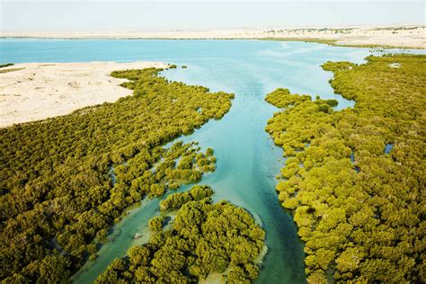 Qatar Mangroves