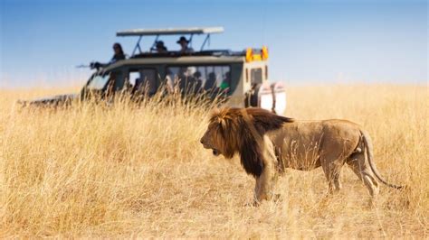 Qatar Safari Safety Tips