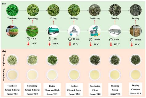 Qixianfeng Tea processing
