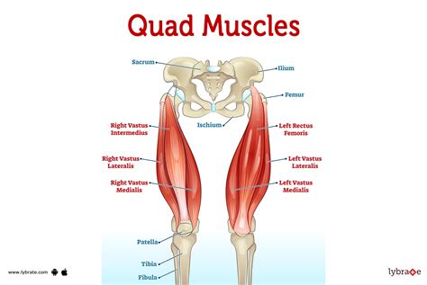 Quads Muscles