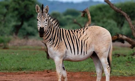 Quagga