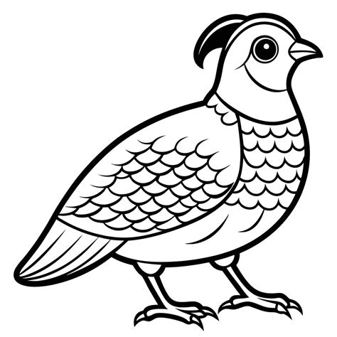 Quail Coloring Page