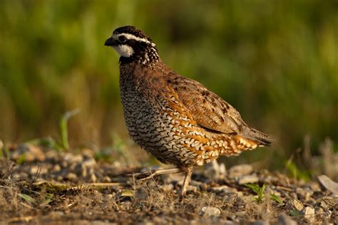 Quail