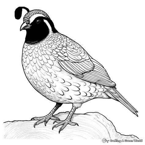 Quail Printable Coloring Pages