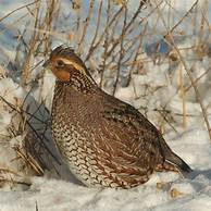 Quail predators