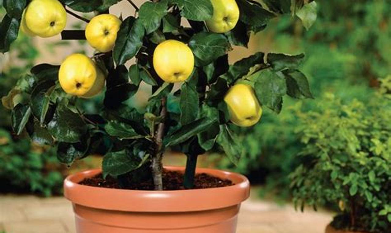 Quais Arvores Frutiferas Posso Plantar Em Vasos
