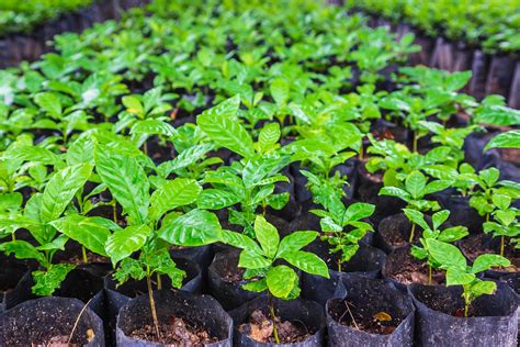 Quality Coffee Seedlings