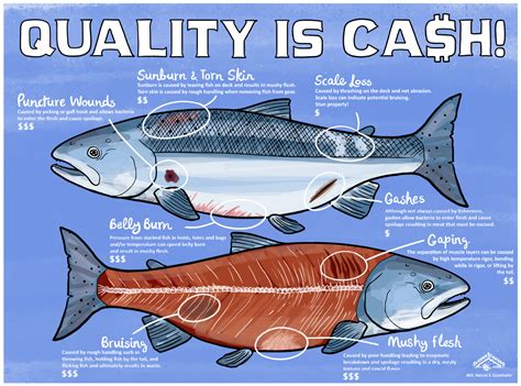 Quality of Fish