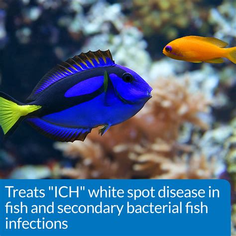 Quarantine measures for Ick fish disease