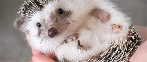 Tener un erizo como mascota: cuidados básicos - Bekia Mascotas