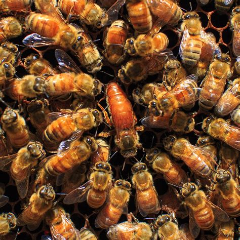 Download Queen Bee Images