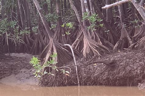 Quepos Mangrove Ecosystem