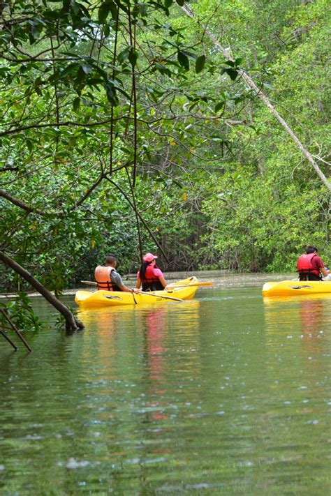 Quepos Mangrove Tour Guide