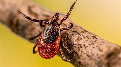 Questing The Ticks Hunting Strategy