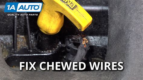 Question and answer Revive Your Mahindra Max 25: Conquer Chewed Wiring Woes with Expert Solutions!
