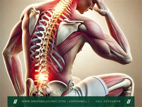 Question and answer Unlocking the Mystery of the 13 Thoracic Vertebrae: Your Complete Guide!