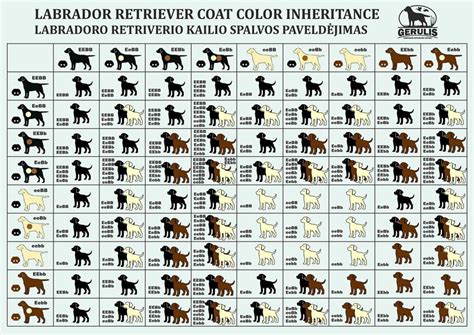 Quick Dive into Labrador Coat Genetics